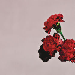 JOHN LEGEND